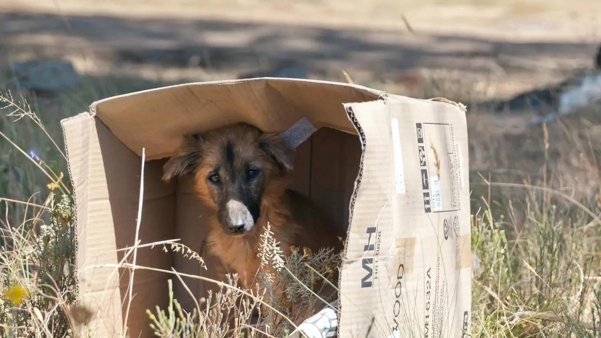 Perro abandonado perrito maltratado