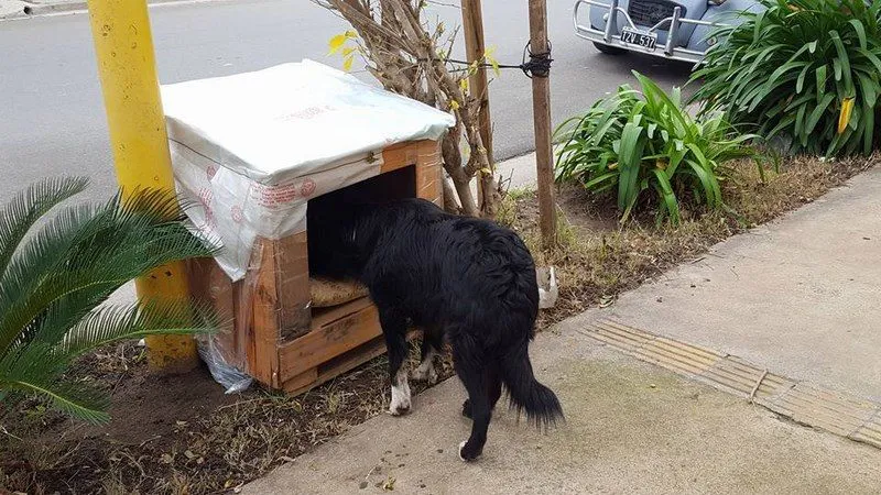 cuchas para perros sanjuaninos