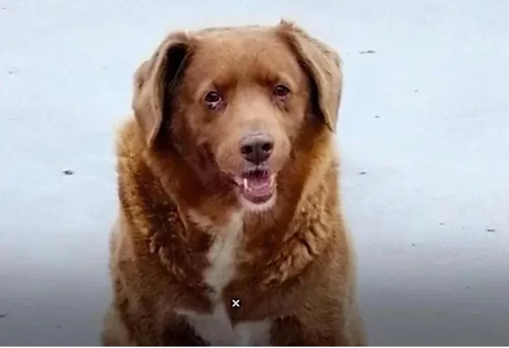 bobi perro viejo.,jpg