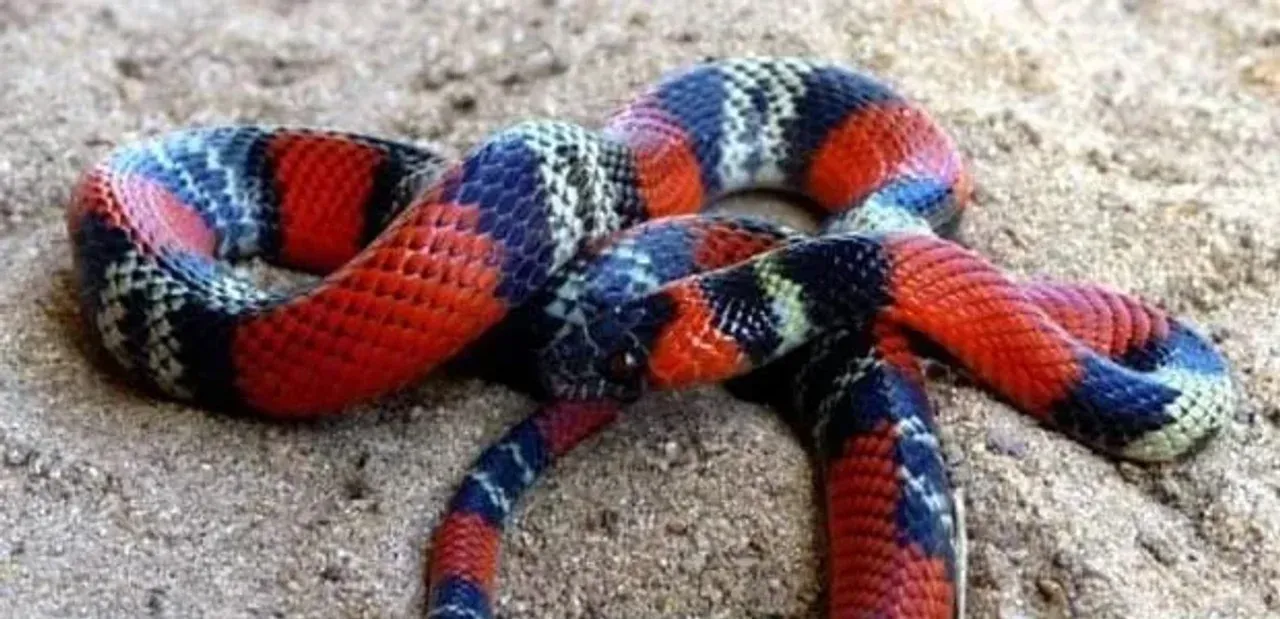 WhatsApp Image 2024-02-06 at 09.44.49