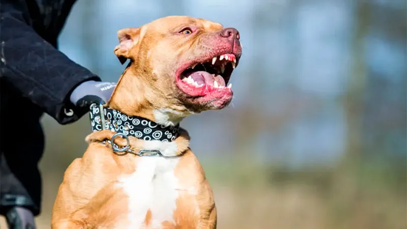 pitbull