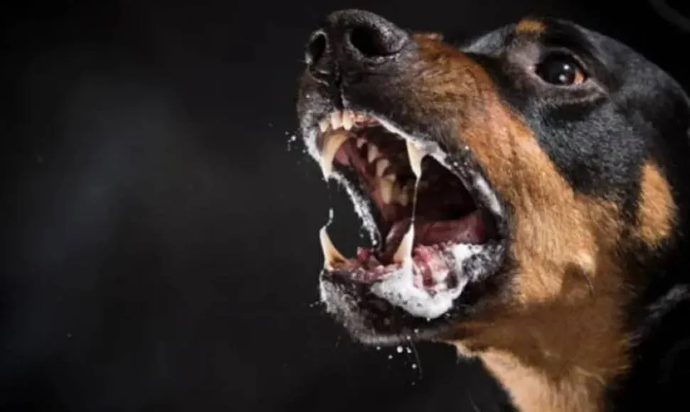 Perro