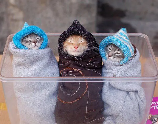 Gatitos
