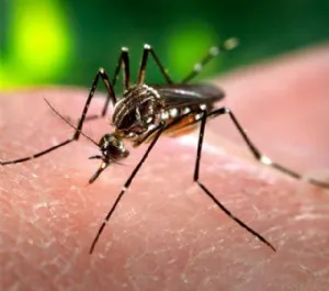 dengue