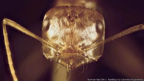 El brillo de la hormiga se debe a la capa que recubre sus pelos.