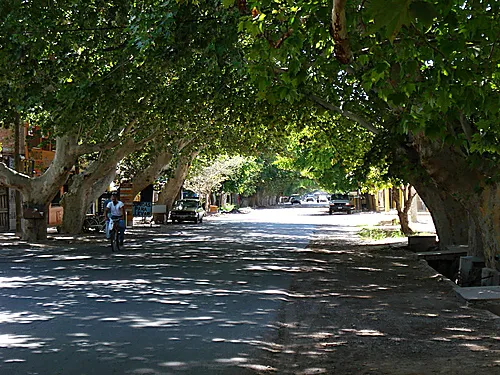 Arbolado1