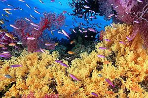 corales