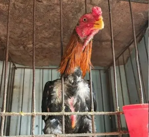 Gallo
