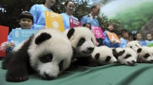 osos pandas