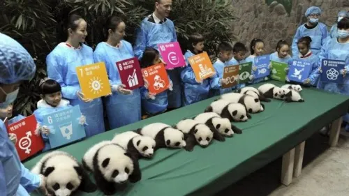 Pandas