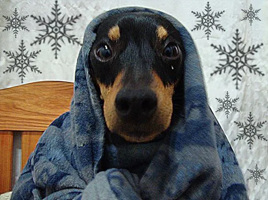 Se acercan días para quedarse abajo de las frazadas...