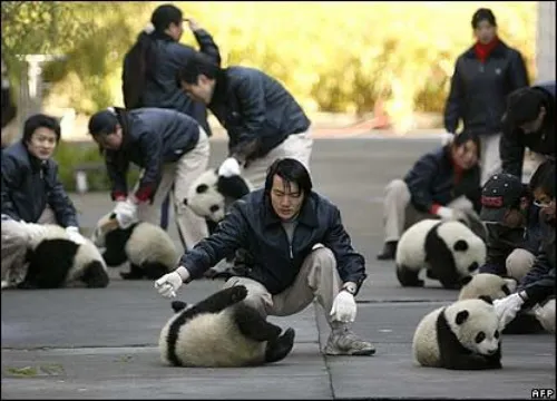 China-pandas