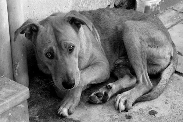 perro
