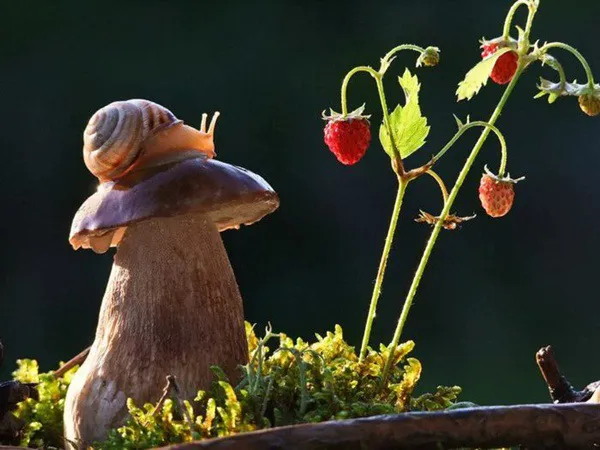 Biodiversidad