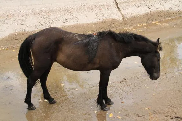 caballo