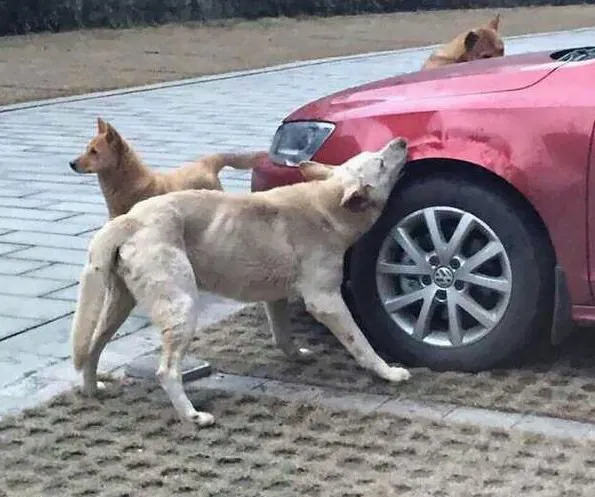 venganza