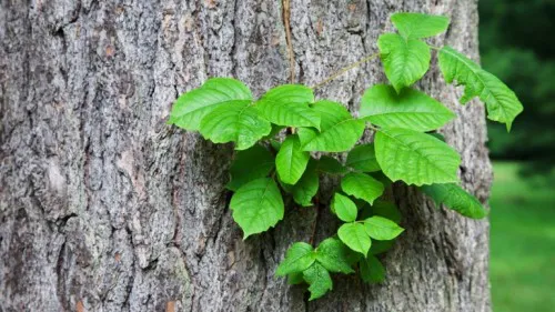 La hiedra venenosa es la especie más frecuente.
