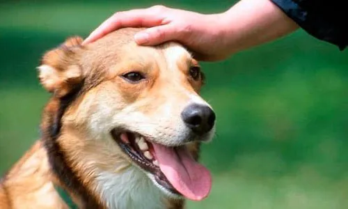 Perro