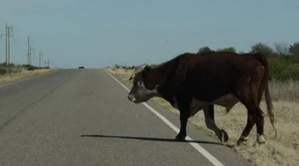 vaca