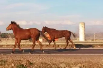 Caballos en la ruta