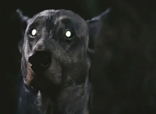 tumblr_mw6hmdSoEv1qe7kn8o1_500