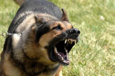 perro 5