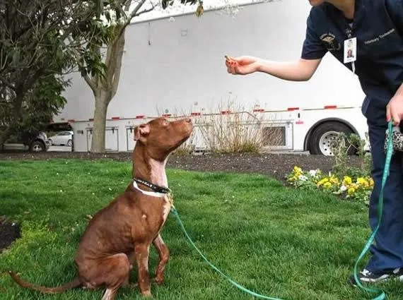 perro9