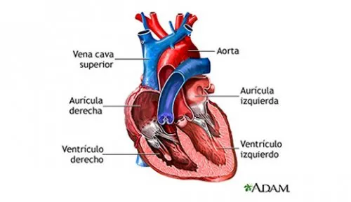 Miocardiopatia restrictiva