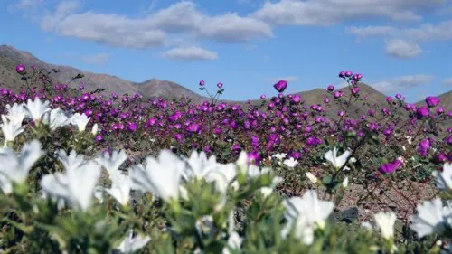 La floración se debe al fenómeno climático de El Niño, que impactó con mayor fuerza este año.