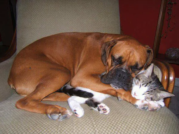 perro y gato