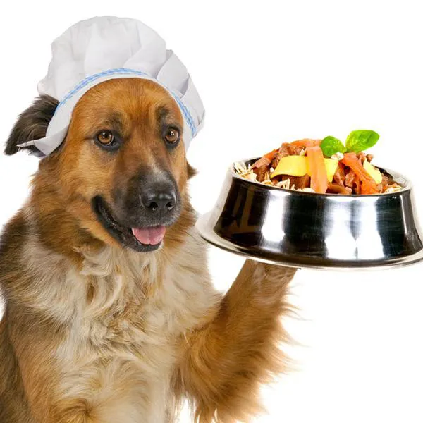 perro dieta