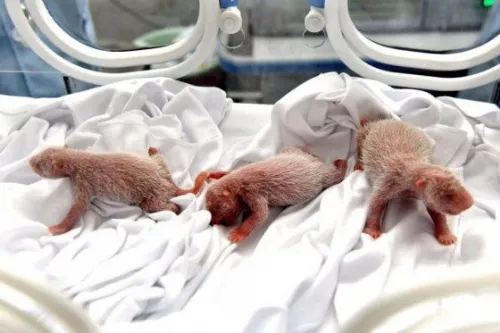 pandas
