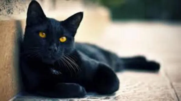 gato negro