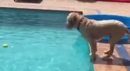 pelota