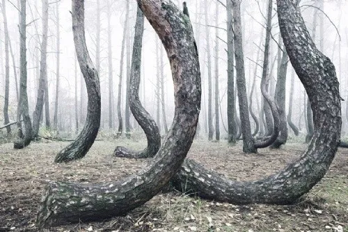 pinos