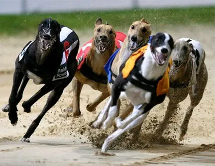 Carreras de galgos