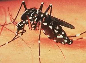mosquito