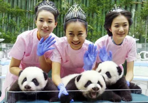 pandastrillizos1