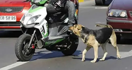 perro moto