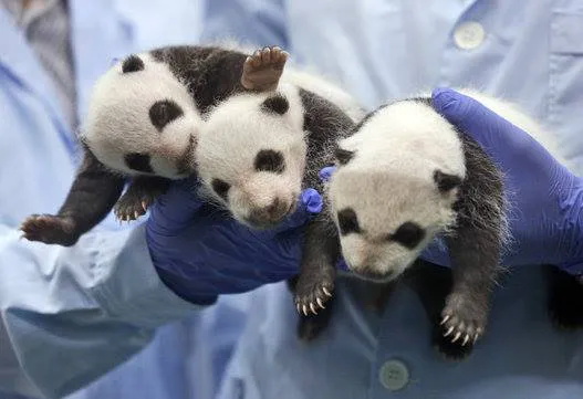 pandastrillizos2
