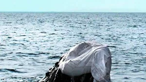 cetaceo