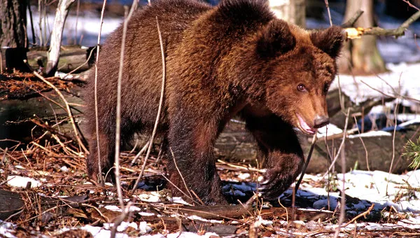 Oso2