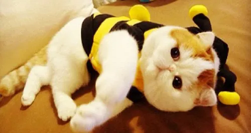 Arlequín. La creatividad siempre dice presente para la tierna mascota.