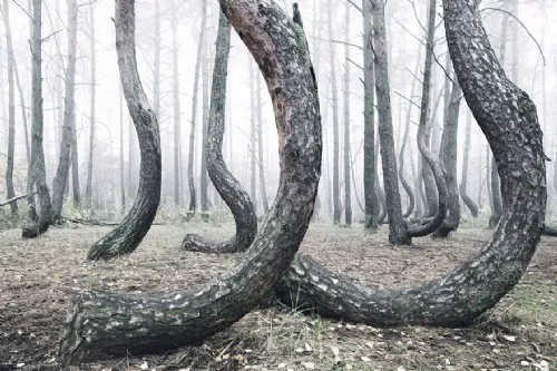 pinos