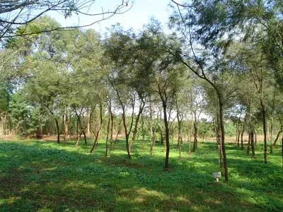 Algarrobos