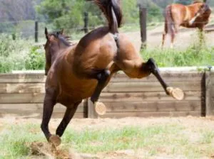 patada-de-un-caballo-300x224