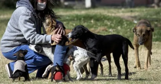 perros