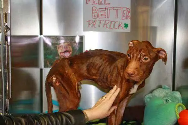 perro