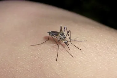 dengue