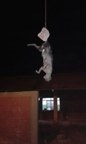Gato muerto
